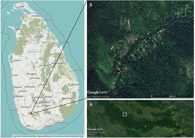Frontiers | Complex Small-Holder Agriculture in Rainforest Buffer
